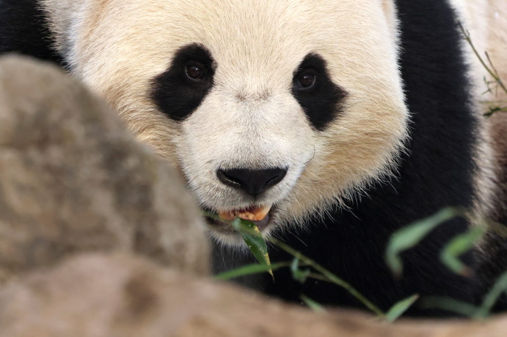 China's Xi says 2 giant pandas will arrive at Atlanta's zoo in the coming days