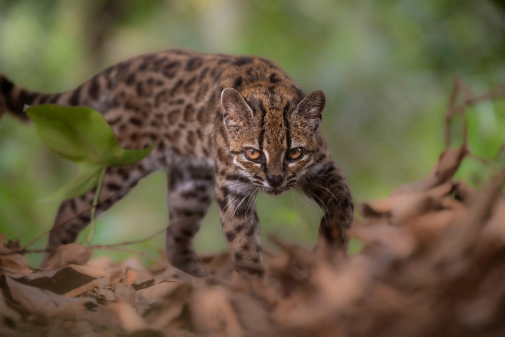 Meet Earth's newest wild cat species, living in Bolivia and the first named in over a century