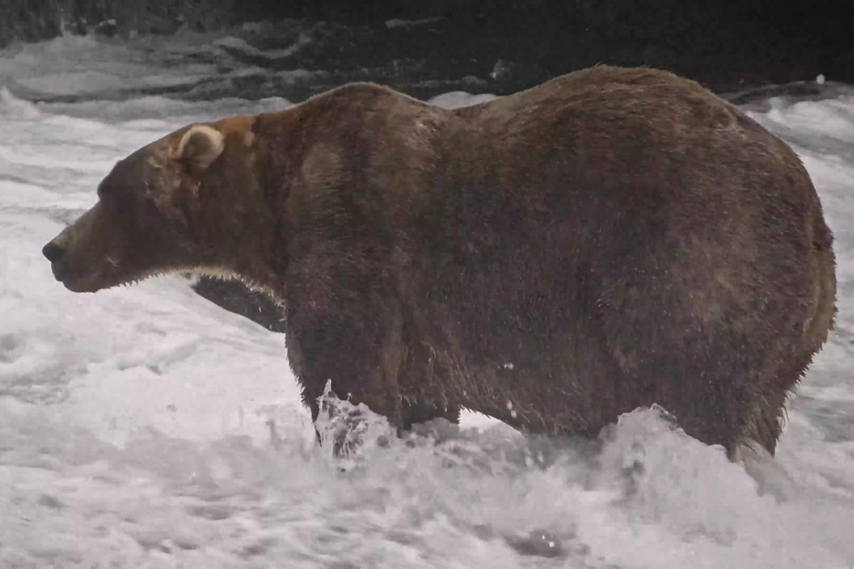 Basic Canvas Rucksack Gentle giant Backpack declared winner of Alaska's Fat Bear Week | PBS News