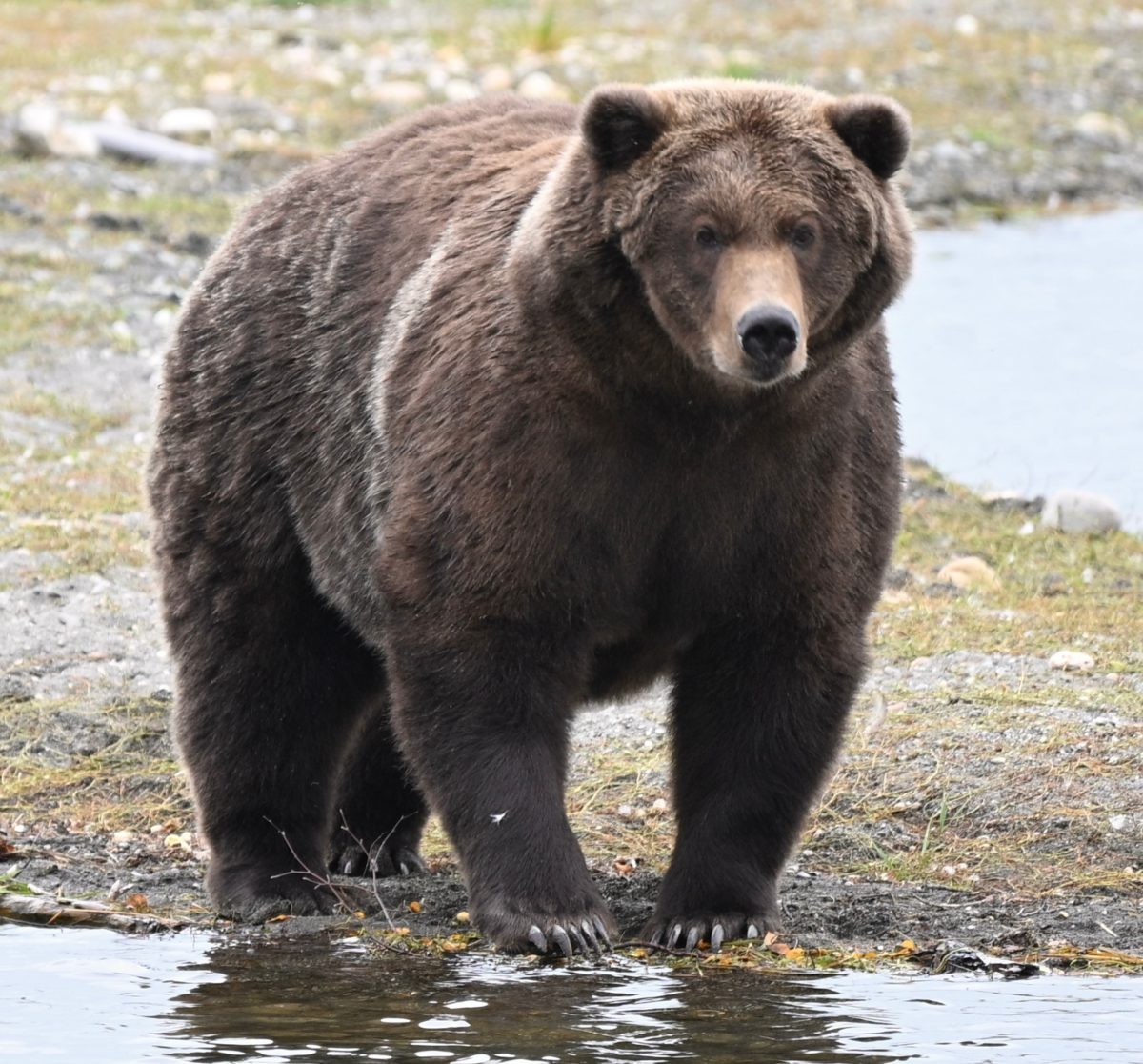Basic Canvas Rucksack Bear 910 vs. Backpack: It's the final showdown for Alaska's Fat Bear ...