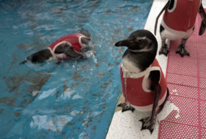 penguinsuits