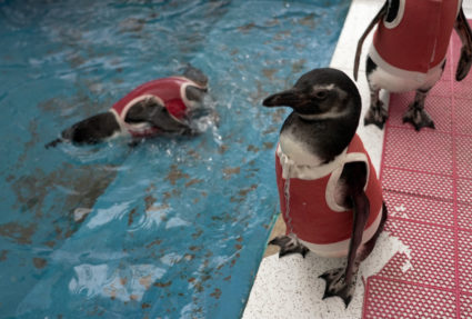 penguinsuits