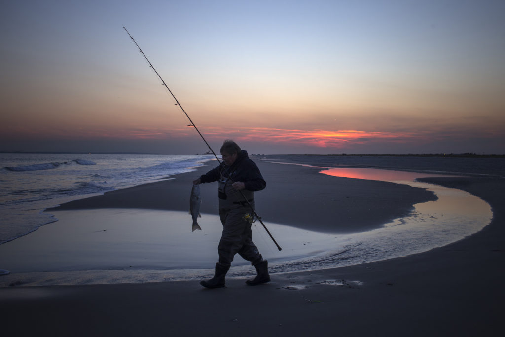 For many, striped bass fishing is a way of life. But the iconic species could face collapse