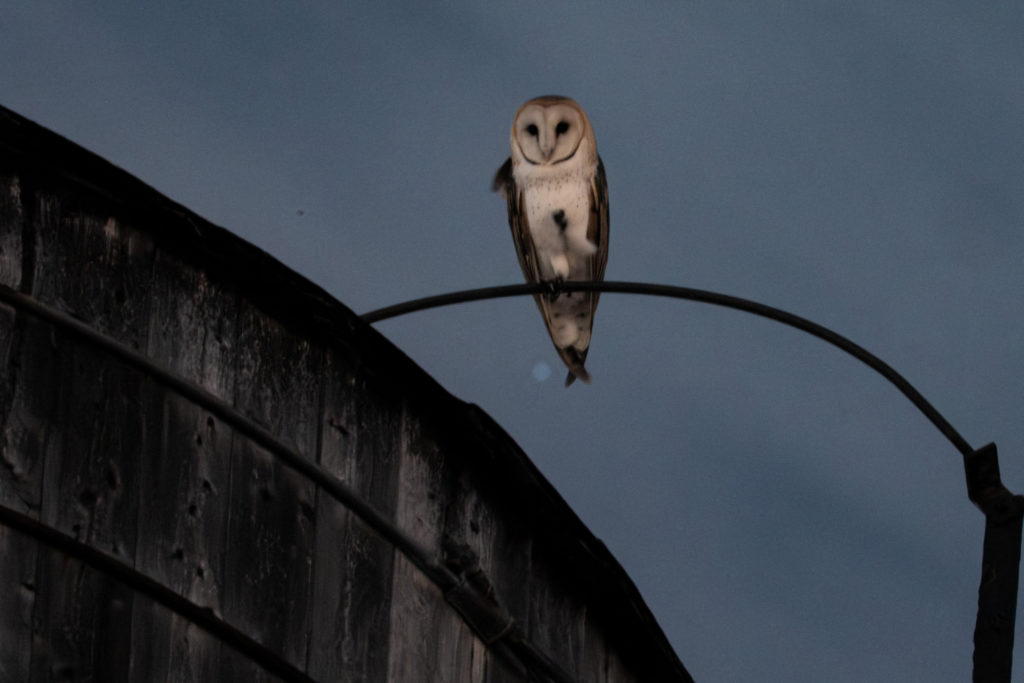 American Barn Owl Is Seen In New York City